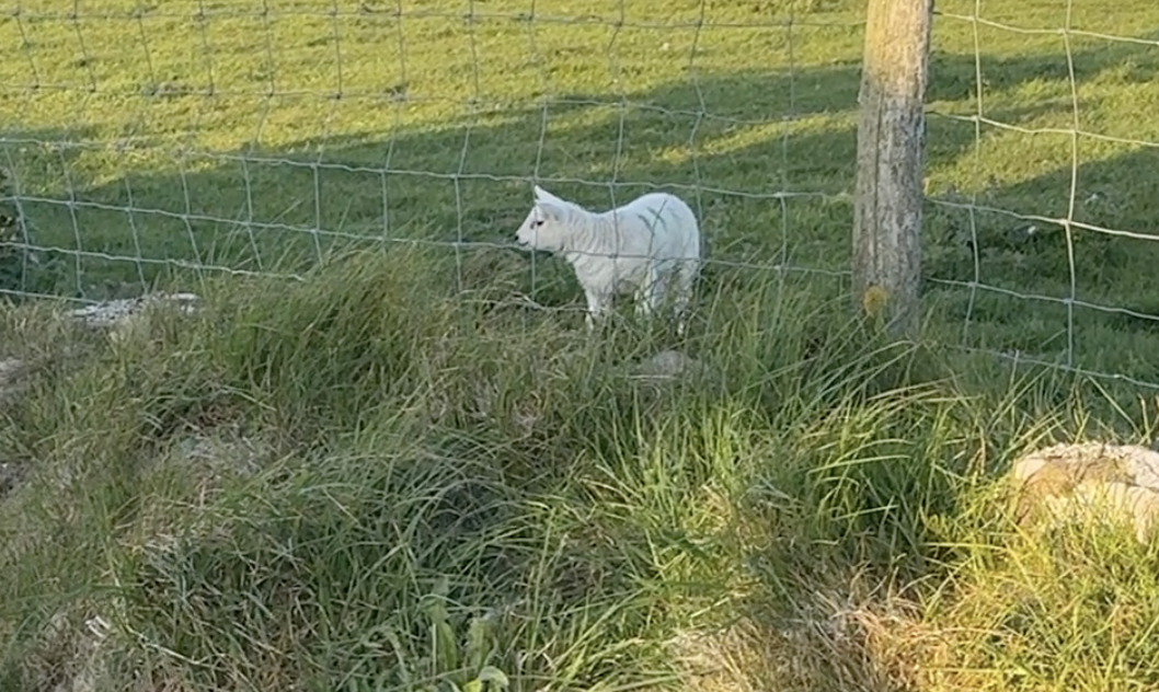 Pilgrim’s Journal — St Davids: The Lamb of Revelation