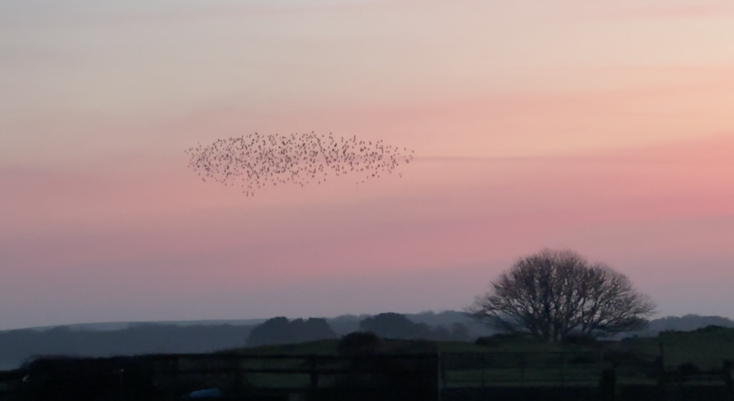 Pilgrim’s Journal — Pembrokeshire: The Murmuration