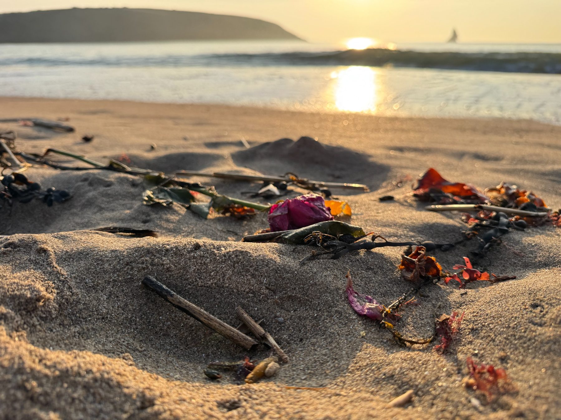 Rose petals resting upon the shoreline at sunset