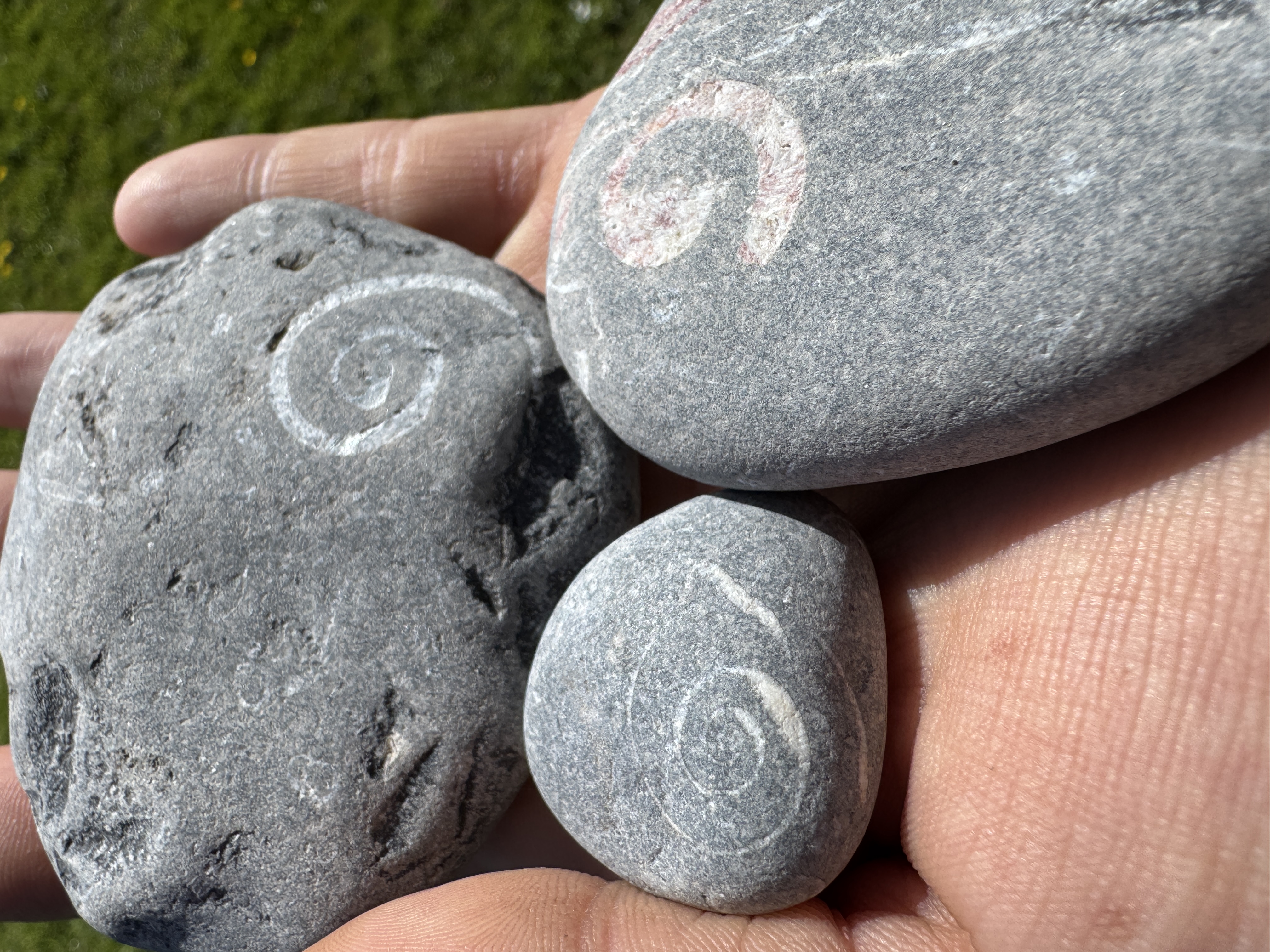 Ancient fossil spiral markings found within stones
